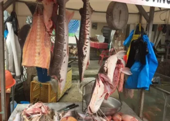 Peces de la Amazonía ecuatoriana contienen metales pesados por por otra parte de los límites permitidos | ESTUDIO