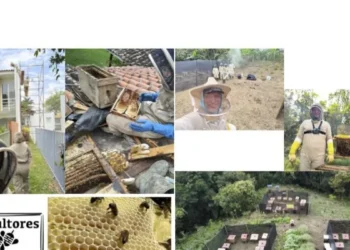 La empresa que rescata y reubica abejas por su ‘alcance para la biodiversidad’
