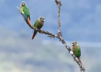 expectación para la conservación: nacen tres periquitos aliamarillos fuera de su hábitat