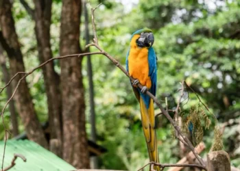 Así es el Parque de la Conservación, el pulmón verde de Medellín que protege a la fauna salvaje