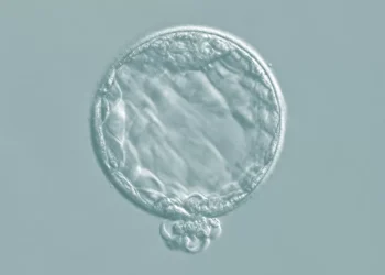 Desarrollan sitio web que adoración la probabilidad de tener hijos mediante reproducción asistida