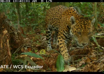 Cinco proyectos que demuestran que sí es alternativo la convivencia en paz entre comunidades, jaguares y pumas