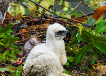 Esperanzador avistamiento: documentan en Huila a espina galán de águilas reales de montaña y su cría, espina de las aves más escasas de Sudamérica