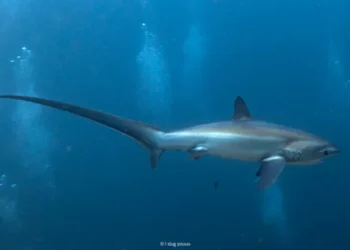 azogue amenaza a tortugas, delfines, tiburones y más especies en Latinoamérica | Lecturas ambientales