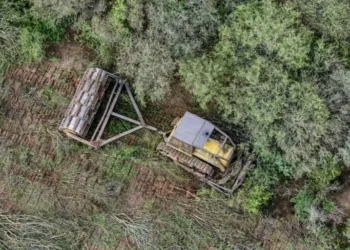 “Esperamos que en el banquillo de los acusados estén quienes se han enriquecido durante décadas destruyendo el arboleda chaqueño” | ENTREVISTA