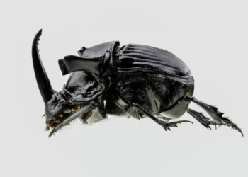 azogue en insectos de la Amazonía peruana: científicos estudian bioacumulación tóxica