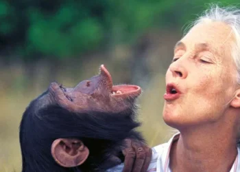 El entregado de Jane Goodall: conservacionistas latinoamericanos recuerdan cómo la primatóloga impactó en sus vidas y sus carreras