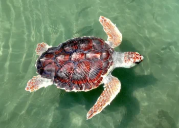 Las tortugas caguamas están muriendo en el ensenada de Ulloa pero México no resuelve los vacíos legales para protegerlas