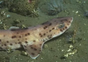 Lo más leído | Autonomías indígenas, segunda vuelta presidencial en Bolivia, conveniencia marino en Uruguay y más