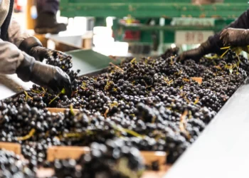 Proyecto busca transformar desechos del vino en bioproductos sostenibles