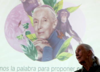 Jane Goodall, perfil de la científica que obligó a redefinir al viril