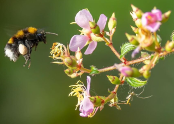 Casi el 90 % del planeta carece de datos suficientes sobre biodiversidad, advierte el academia Humboldt