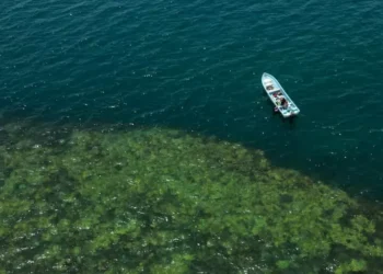 Zapotitlán: la junta pesquera que convirtió sus arrecifes en una reserva para el futuro en México