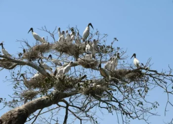 El gran retorno de las cigüeñas a un área protegida de Bolivia amenazada por invasores e incendios