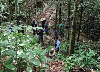 llegar con palabra dulce: el diálogo indígena que combate la deforestación en Colombia