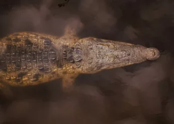 Lo más leído | sobresalto por minería ilegal de oro en Venezuela, la Antártida está en aventura por pesticidas prohibidos, descubren nuevas especies de cocodrilos en México