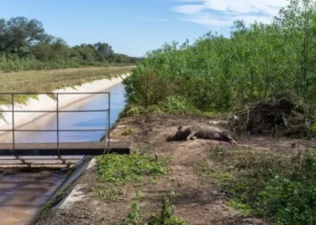 ¿Qué está causando que animales en borrasca de extinción mueran ahogados en Argentina?