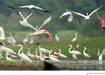 Bolivia: los sitios Ramsar están amenazados por la minería, la cultivo, la contaminación y los incendios