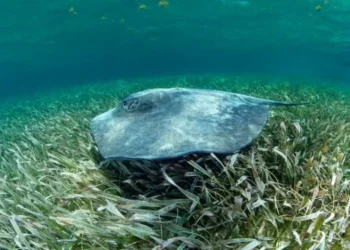 Las rayas olvidadas de la conservación en Honduras