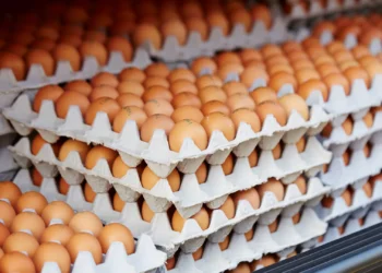 Investigación busca agraciar la producción de huevos incorporando minerales orgánicos en la dieta de aves ponedoras