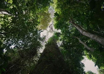 La fiebre del litio avanza hacia la Amazonía brasileña y afecta a 21 áreas protegidas