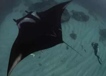 ¿Dónde nacen las mantas oceánicas? La respuesta se rebusca en el Archipiélago de Revillagigedo