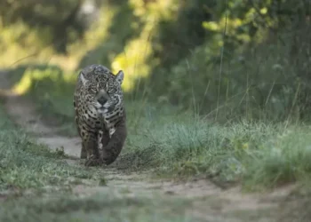 “La fotografía de la naturaleza tiene un poder enorme para sensibilizar e inspirar acción” | diálogo