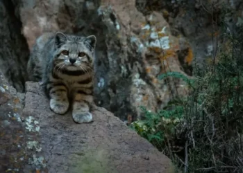 Expertos temen que proyecto minero de cobre en Chile amenace al gato andino, individuo de los felinos más raros de América