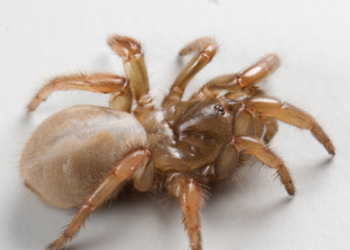 Descubren nueva especie de araña en California justo a edad para Halloween