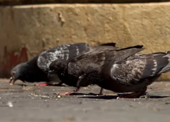 Estudio de la Universidad de Chile revela cómo la lluvia limpia el latoso de las ciudades a través de las palomas