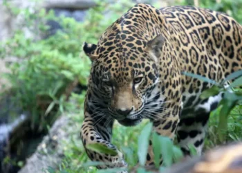 Una millonaria obra de energía alarma al santuario Passiflora, refugio del jaguar en la Amazonía boliviana