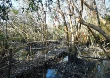 México: ¿Por qué Acapulco está perdiendo sus manglares?