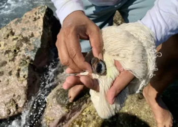 Así es como comunidades de Oaxaca buscan salvar al caracol marino