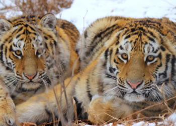 Un centella de esperanza para los tigres: nuevo informe de la UICN indica avances en su recuperación, ya advierte que siguen críticamente diezmados