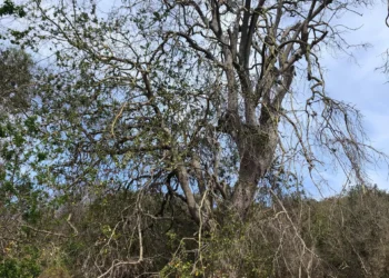 PUCV lidera diseño del primer letanía nacional de impactos del cambio climático