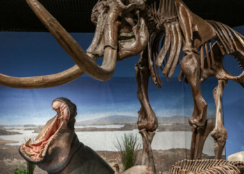 Los hipopótamos también sobrevivieron al hielo: estudio revela su concurrencia en Alemania hace 47.000 años