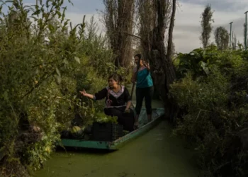 El renacer de las chinampas: mujeres líderes que cultivan tradición y sostenibilidad en Xochimilco