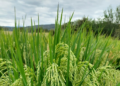 Científicos en el Valle del Cauca desarrollan pincho nueva variedad de arroz más resistente
