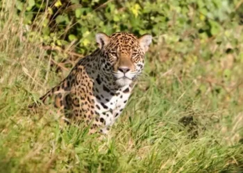 Sentencia inédita del Tribunal Agroambiental de Bolivia para la protección del tigre
