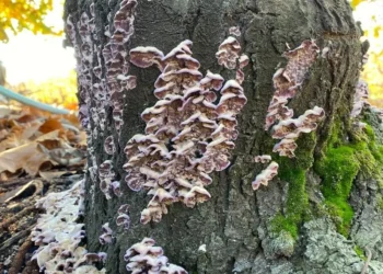 Condiciones climáticas aumentan riesgo de hongos en frutales: INIA impulsa tecnologías de detección y emergencia temprana