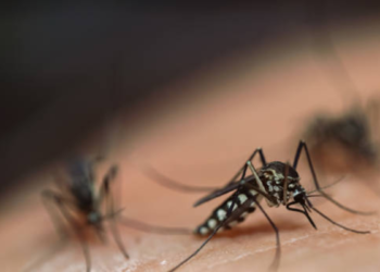 Descubren por primera vez en la historia mosquitos en Islandia, considerado hasta contemporaneidad singular de los pocos países del mundo carentes de estos insectos