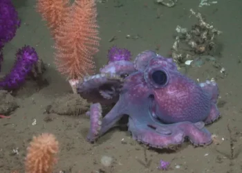 alucinación a las profundidades: la misión científica que descubrió el fondo marino en Uruguay