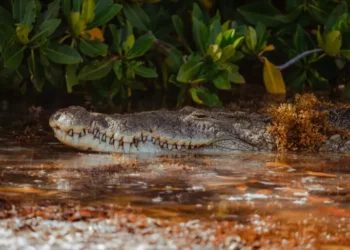 conveniencia en el Caribe mexicano: los cocodrilos se adaptaron a las islas y se transformaron en nuevas especies 
