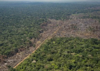 Colombia tiene leyes ambientales fuertes sin embargo la deforestación demuestra que no se cumplen, advierten expertos