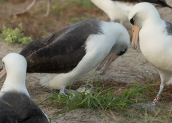 Las claves de la arrebato climática mundial y cómo contenerla estarían en las aves marinas, según la ciencia