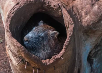 Descubren curiosos marsupiales, cocodrilos y roedores en América Latina y el Caribe | engranaje Ambiental