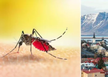 En unidad de los únicos lugares del mundo donde no existían zancudos acaban de encontrar tres mosquitos