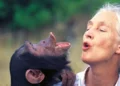 El cedido de Jane Goodall: conservacionistas latinoamericanos recuerdan cómo la primatóloga impactó en sus vidas y sus carreras