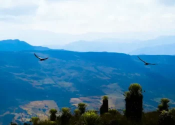 Ilika y Dasan: los cóndores andinos que ayudaron a descubrir las zonas clave para proteger a su tipo