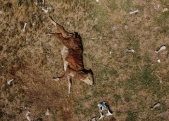 El mundo se queda corto en recursos para la adaptación ante la explosión climática: la brecha supera los 300.000 millones de dólares